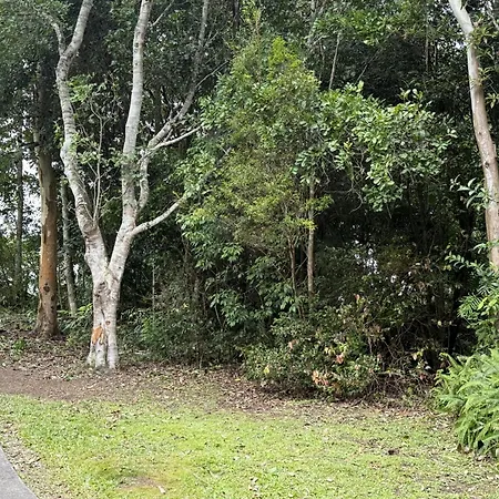 Atherton Blue Gum-2
